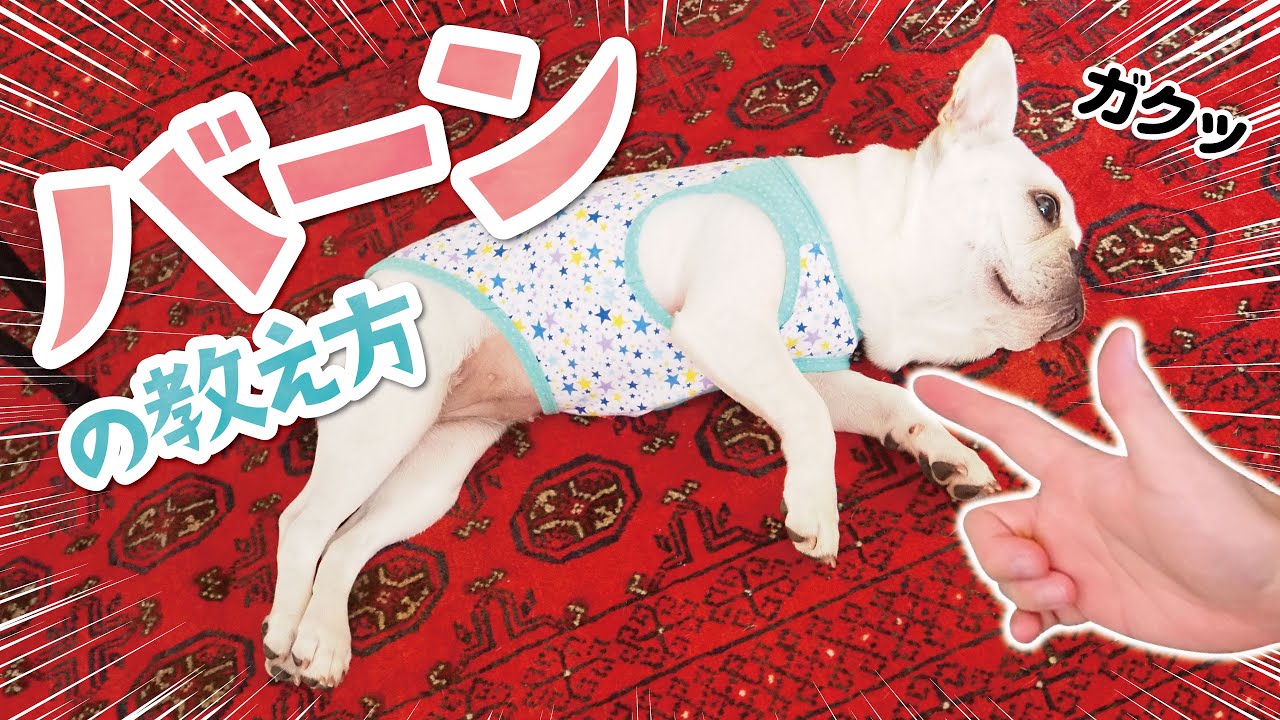 犬のしつけ バーンの教え方 とっても可愛い一発芸 フレンチブルドッグ French Bulldog Puppy Youtube 犬のしつけ バーンの教え方 とっても可愛い一発芸 フレンチブルドッグ French Bulldog Puppy Youtube
