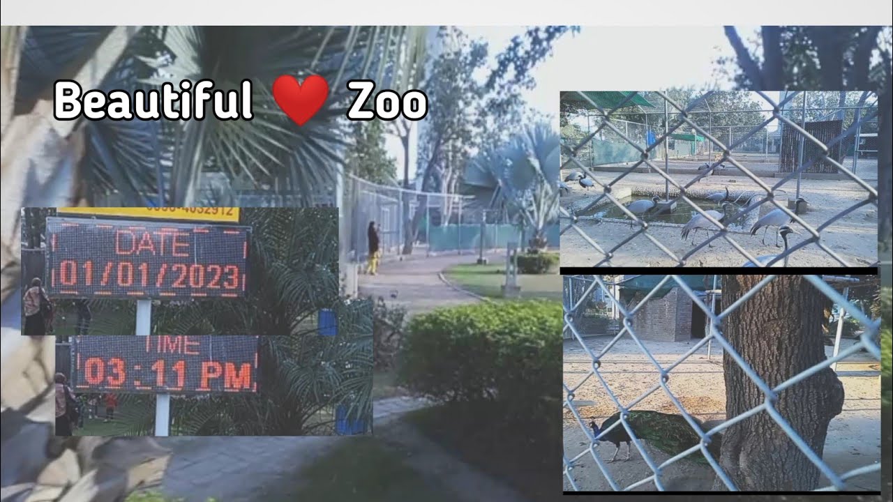 Zoo Lahore/Sukh chain Society Zoo/Lahore Zoo/birds Zoo/voice of seea