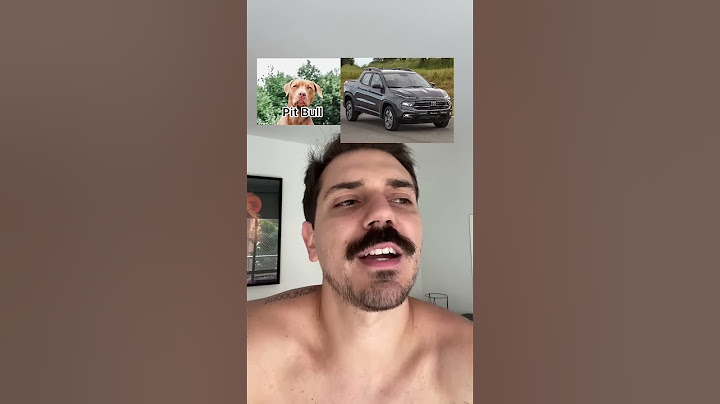 RAÇAS DE CÃES SEUS CÃES E SEUS CARROS