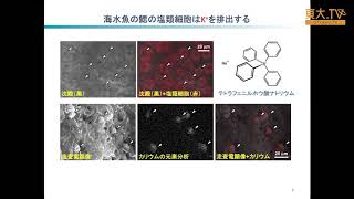 金子豊二「海水魚のエラからセシウムが排出される」ー第3回放射能の農畜水産物等への影響についての研究報告会