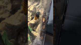Madagascar Hissing Cockroach is a HARD NO Greensboro NC Science Center #kidsactivities #daytrip #zoo