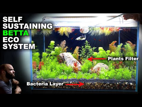 Self Sustaining Betta Fish Eco Tank (NO WATER CHANGE, minimal input)