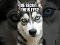 The biological secret of the "Dog Gaze" explained. 🐾