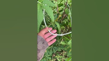 Cây Chìa Vôi bạn biết chưa#covenduongvlogs #câythuốcquý #caytrongnha #câythuốcnamquí #garden