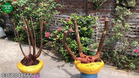 Hoa sim rừng bệ liền dáng tam đa.Hoa bạn và tôi