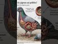 Parinday Kankar Kyun Khate Hain 🪨 |The Secret of Bird Digestion #birds #kabootarbazi #pegion #shorts