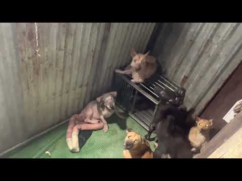 Video Dạ Bữa Tiệc Bánh Mì Của Chị MTQ Tên Lê Hồ Ở Mỹ Gửi Cho... - youtube