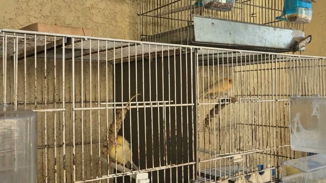 Vidéo n °8 2025 élevage amateur canaris rouges et satiné fond jaune ou blanc. Chris Montpellier