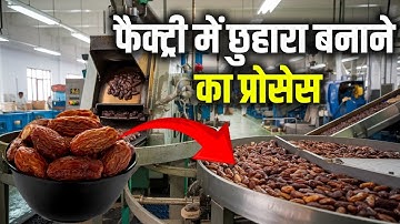 देखिए छुहारा कैसे बनता है। How Dry Dates Are Made from Tree | Dry Dates
