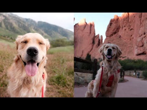 Roadtrip from Montana to Texas with my Service Dog