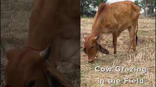 Real Cow Grazing Sounds in Thai Rice Fields 🌾🐄 Countryside Ambience