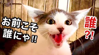 母ちゃん留守の間に また子猫が増えていた