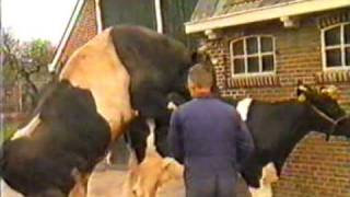 cow mating