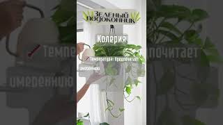 А ВЫ ЗНАЛИ? Что такое Колерия? #short #shorts #интерьер #дом #цветы #растения #факты #позновательно