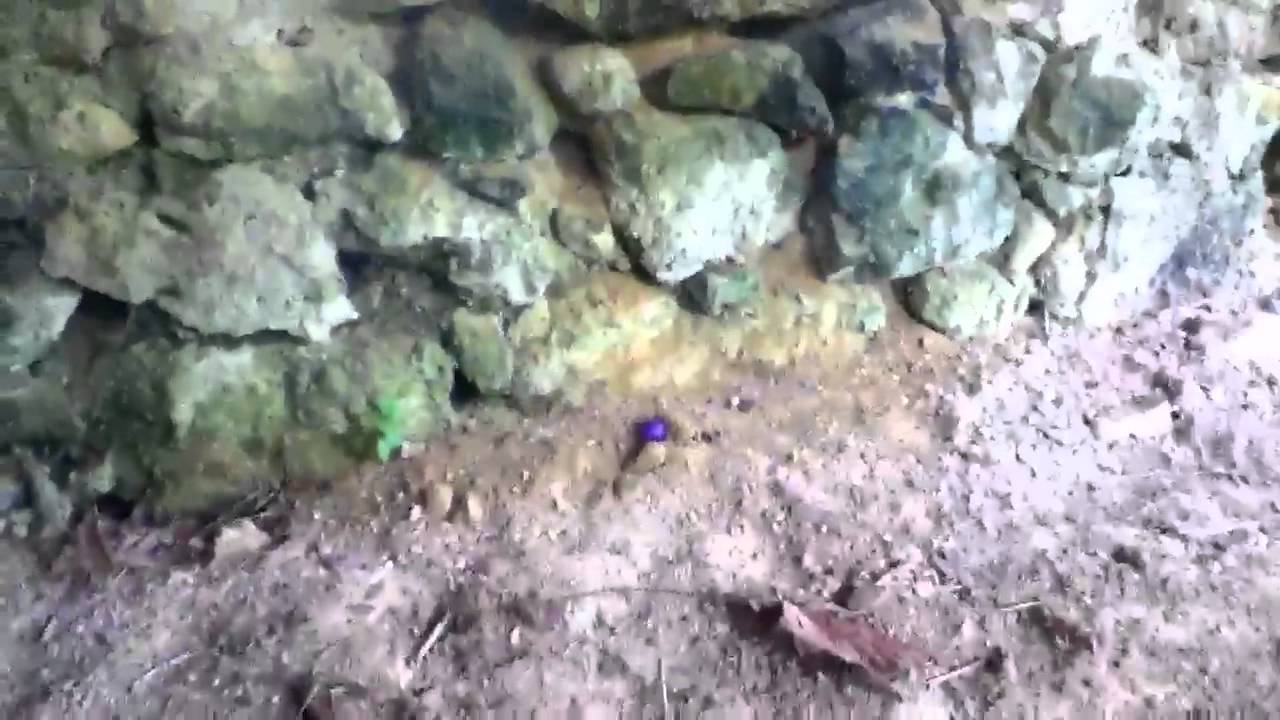 Wicked Lasers 1W Artic Spyder III Test