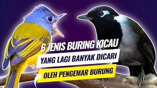 Latest!!! 6 Most Sought After Types of Songbirds Today