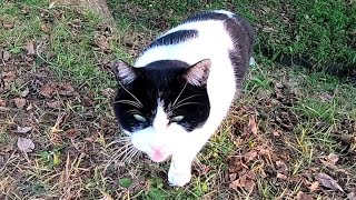 牛みたいな猫がモフられに駆け寄って来た