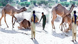 Camel Meets Season Female Reasy For Camel Love Camel Natural Life Style Camel Water From Wall