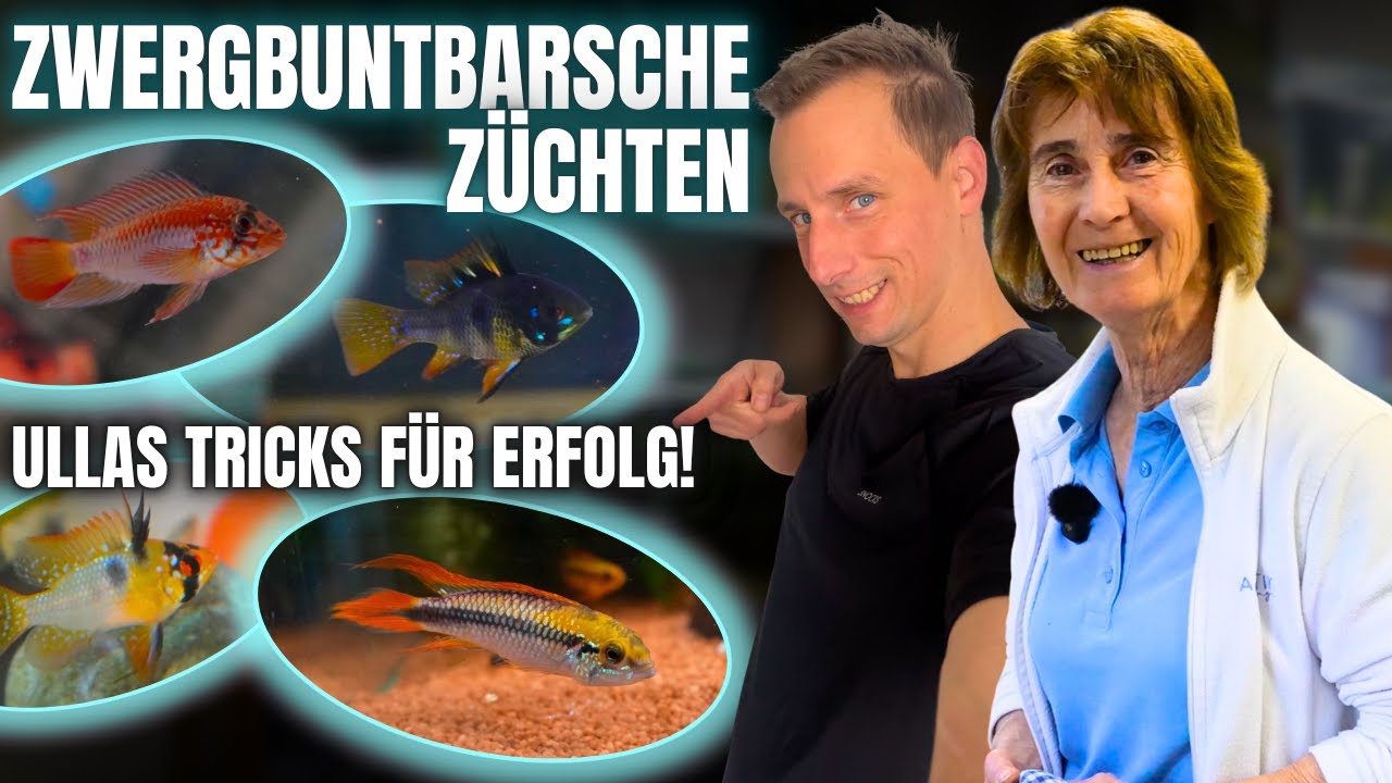 Zwergbuntbarsche erfolgreich halten & züchten – Ulla zeigt wie!
