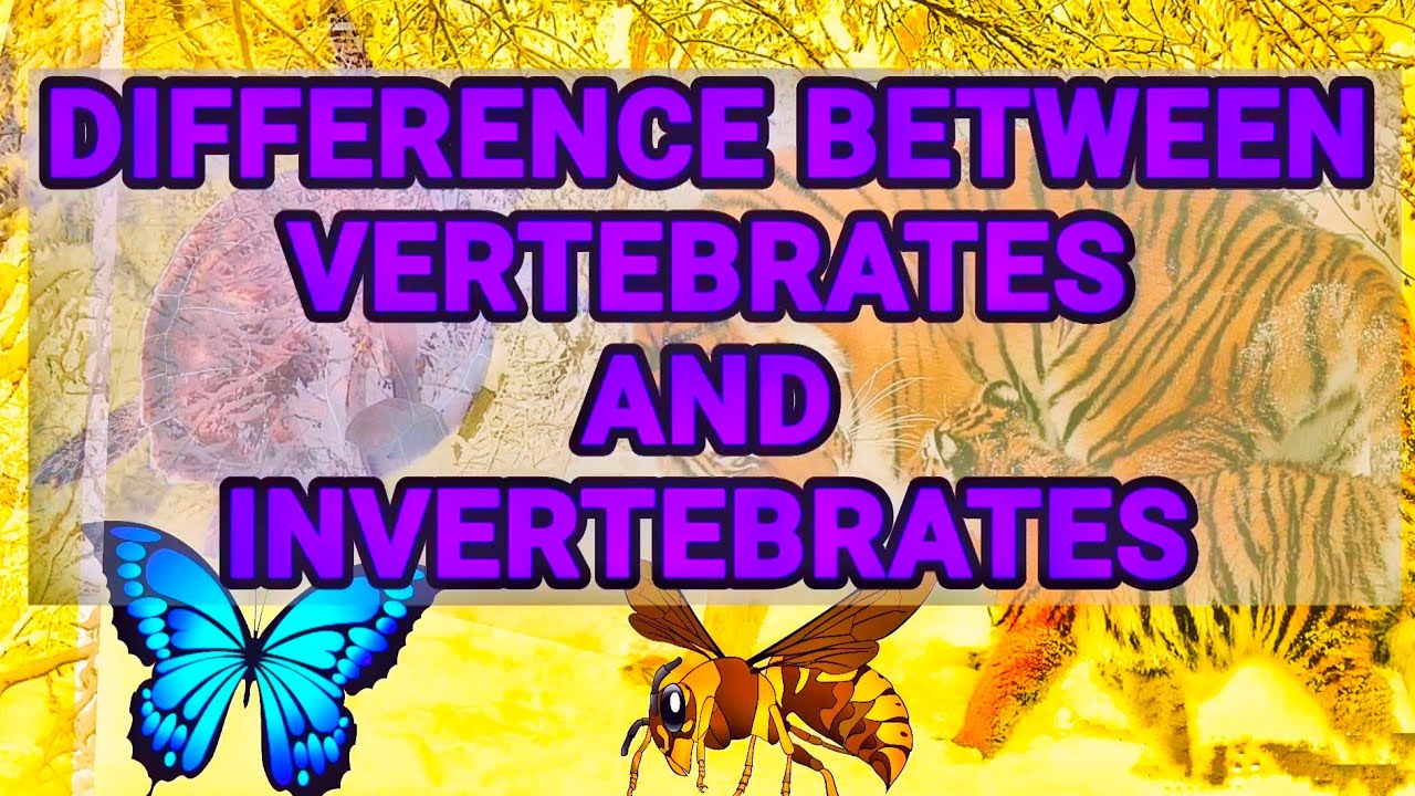 difference-between-vertebrates-and-invertebrates-chordates-and-non