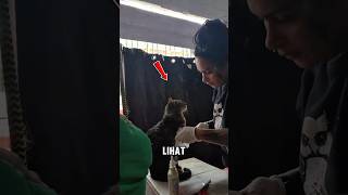 Ketenangan Kucing Ini Saat Diobati Bikin Semua Orang Terharu #catrescue #animalrescue