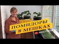 Перевалка, пересадка томатов в мешки для раннего урожая.