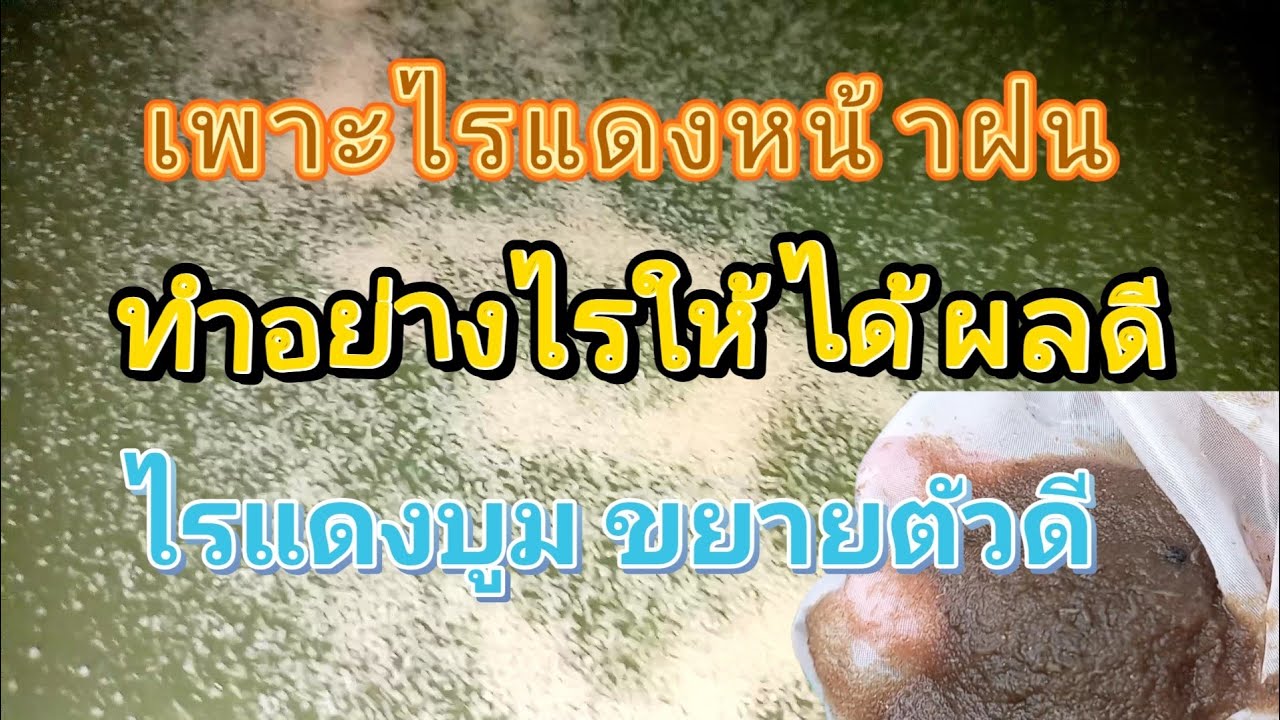 เพาะไรแดงหน้าฝน ทำน้ำเขียวอย่างไร ให้ได้ผลดี ไรแดงบูมขยายดี