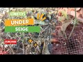 Tomatoes transplanted destroyed by pests and diseases