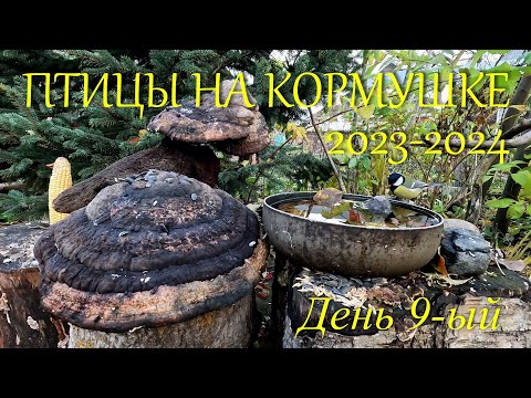 ПТИЦЫ НА КОРМУШКЕ Сезон 2023-2024, день 9-ый