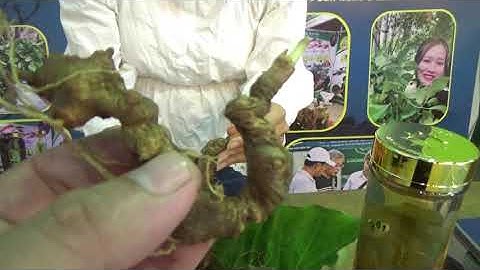 Phiên chợ Sâm Ngọc Linh tháng 6 (online) II Cơ sở Như Sâm - 0326575322