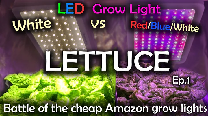 White LED vs Red Blue White LED Grow Test w/Time Lapse - Lettuce Ep.1