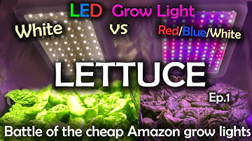 White LED vs Red Blue White LED Grow Test w/Time Lapse - Lettuce Ep.1
