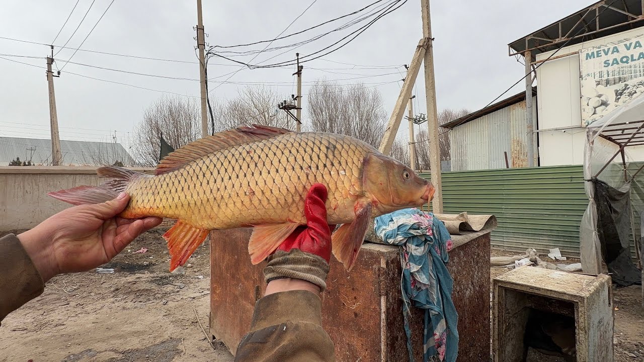 24 февраля 2026 г. ТУРТКУЛЬ БАЛИК БОЗОР НАРХЛАРИ 