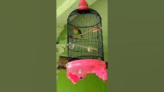 lovebird isian kapas tembak,mantap untuk masteran!!!