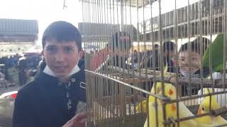 Тошкент қуш бозори: Тўтилар-Попугаи 24.10.20 Tashkent bird market