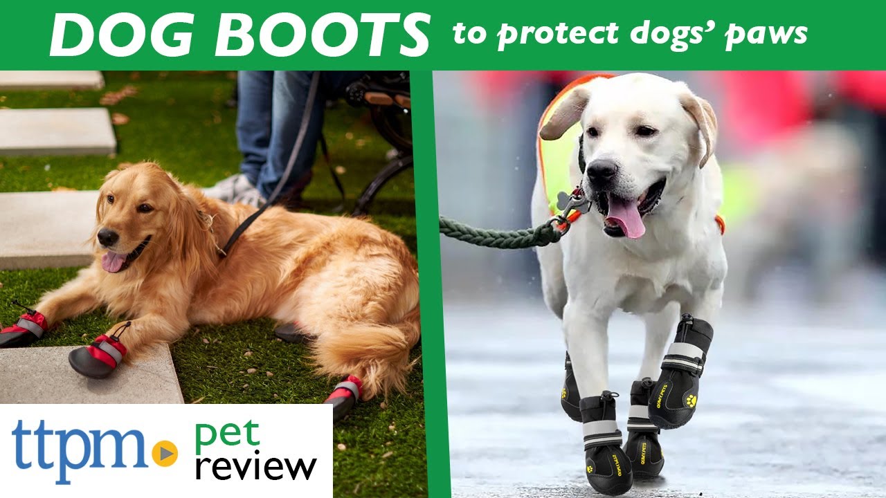 Dog Boots Review | For Dogs Who Haven'T Worn Boots Before! | (We Tested Them All)