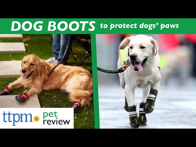 Dog Boots: 7 Truths Dogs Wish You Knew - Dr. Buzby's ToeGrips for Dogs