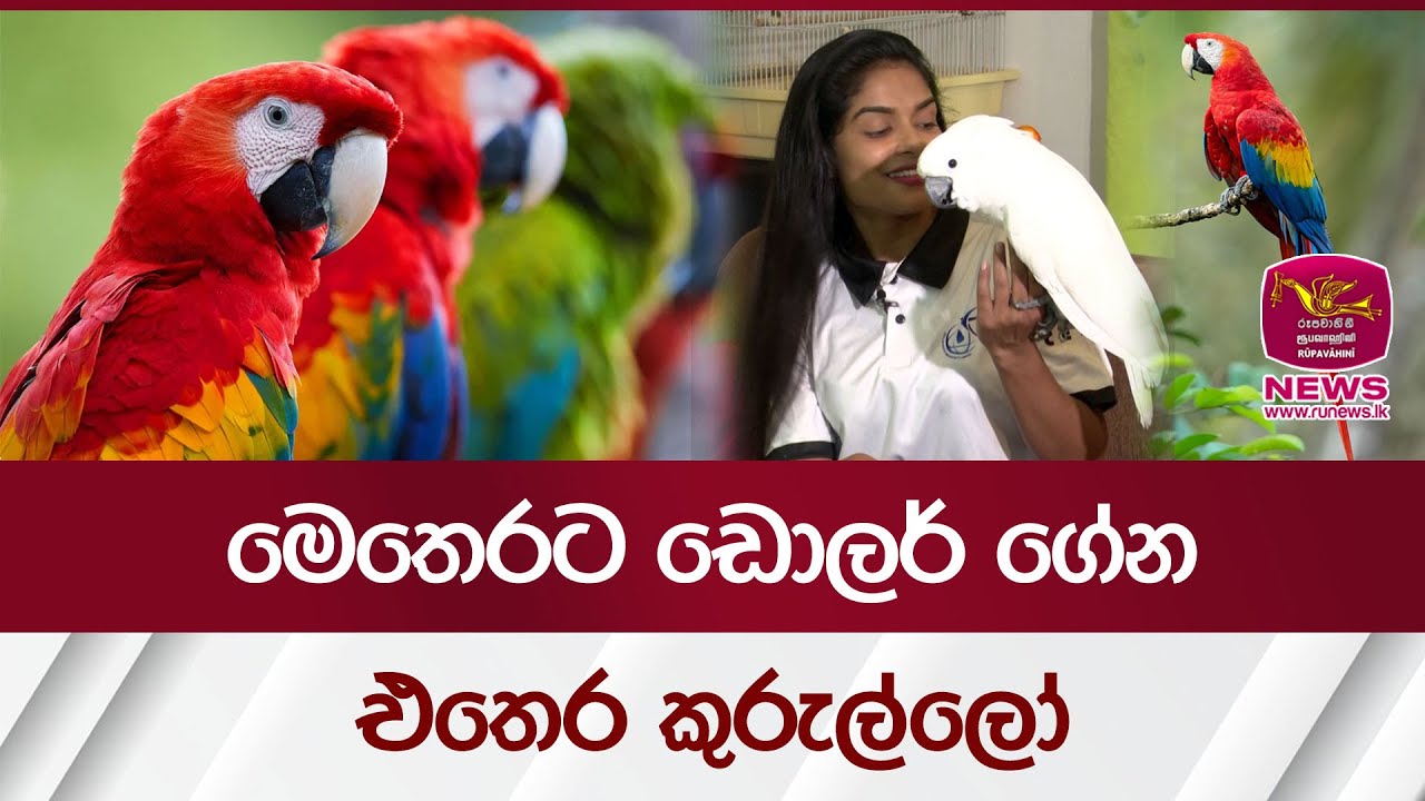 මෙතෙරට ඩොලර් ගේන එතෙර කුරුල්ලෝ | Rupavahini News