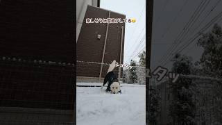 Osmo Mobile 8  スマホジンバルで大型犬を追いかけてみたよ【ホワイトシェパード】　#shorts