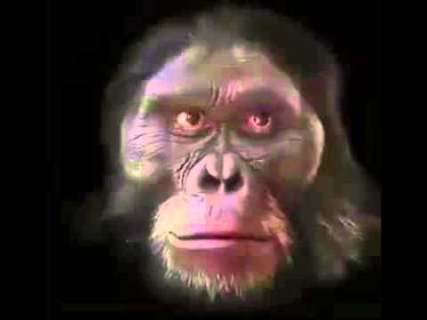 6 million years of evolution in 60 seconds