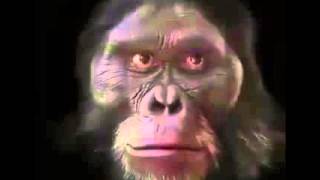 6 million years of evolution in 60 seconds