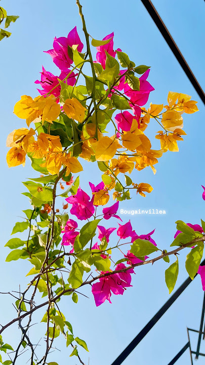Bougainvillea 🍃 🌺 #music #love #plantchallenge