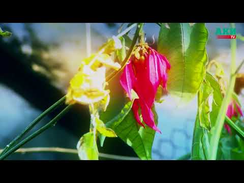 Из-за аварии на ТЭЦ в ботаническом саду погибли уникальные виды тропических растений