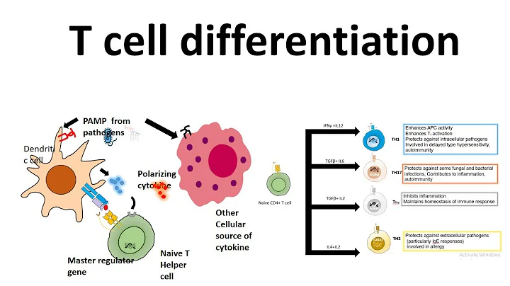 T cell  differentiation (role of cytokines in T cell differentiation) - 天天要闻