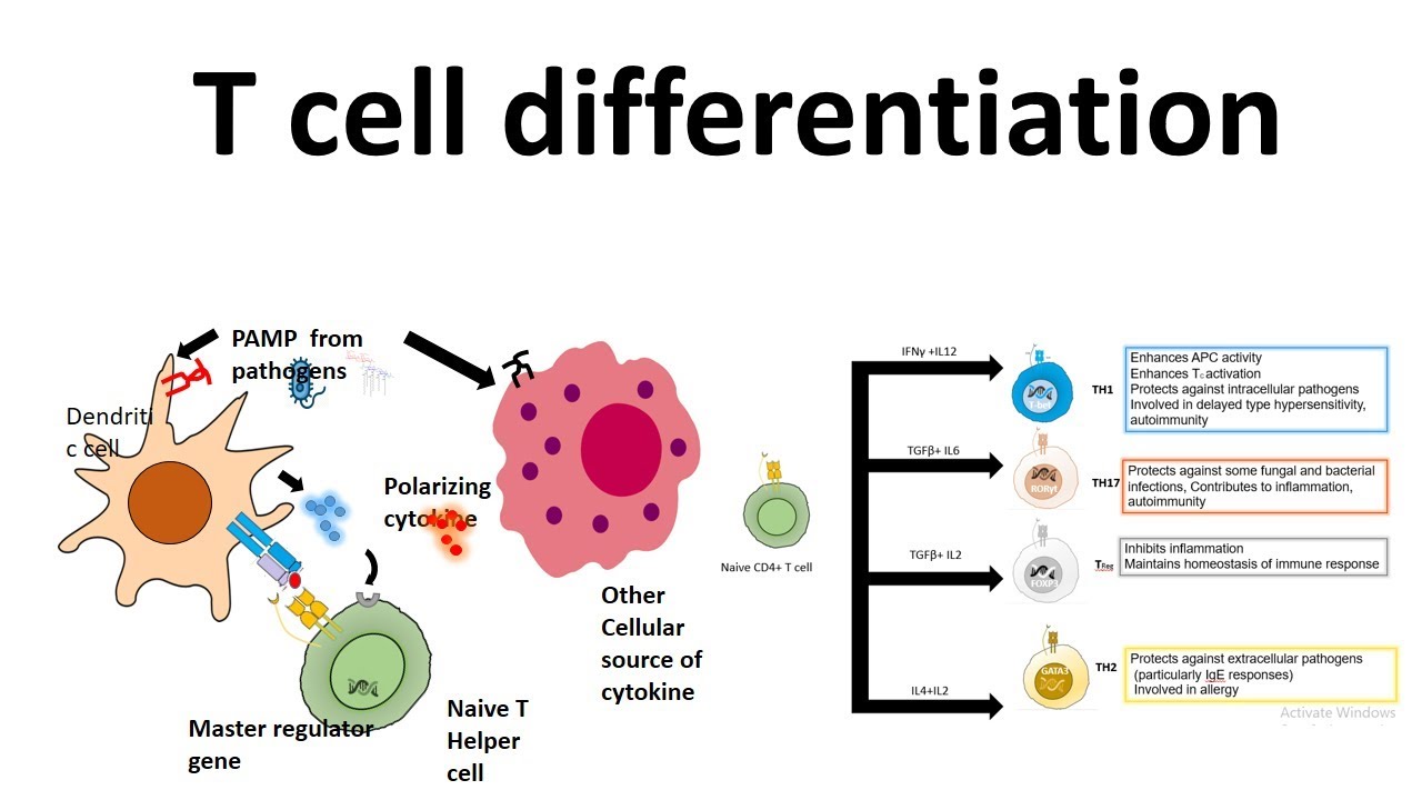 Types Of T Cells And Their Functions