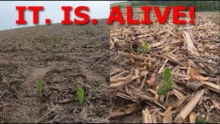 Crop Scouting in Early June