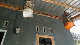 Download Lagu Masteran Kecil Kuning vs Kecial Kombok MP3