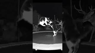 Two Baby Cats Jumping On Trampoline At Night