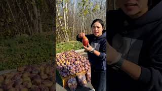 Amazing &amp; Delicious Sweet Fruit Harvesting