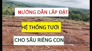 Hướng dẫn lắp đặt  hệ thống tưới tự động cho cây sầu riêng con q/m